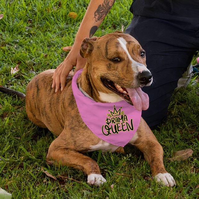Drama Queen Pet Bandana - Funny Dog Bandana - Themed Pet Scarf - Image 5