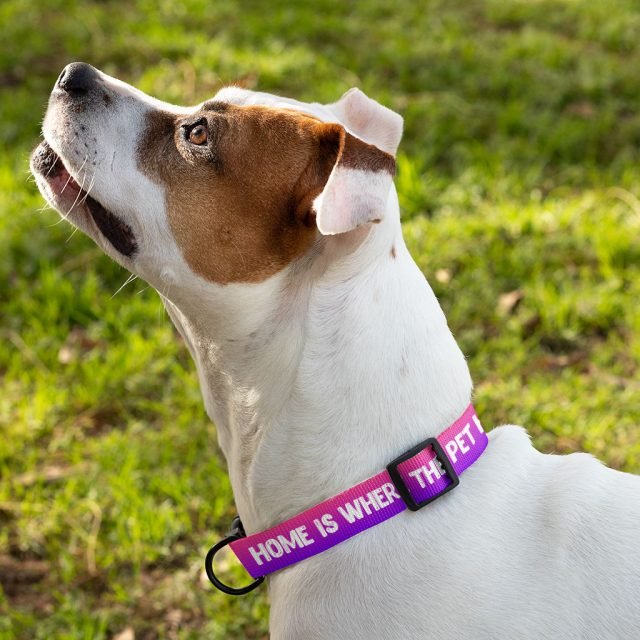 Cool Design Pet Collar - Cute Print Dog Collar - Cool Trendy Dog Collar