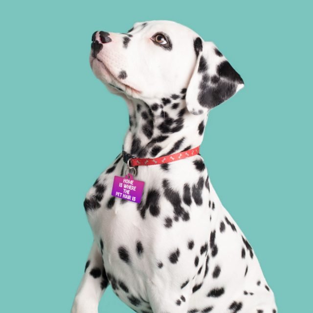 Cool Design Pet ID Tag - Cute Print and trendy Pet Tag