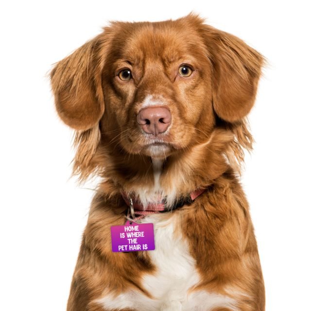 Cool Design Pet ID Tag - Cute Print and trendy Pet Tag