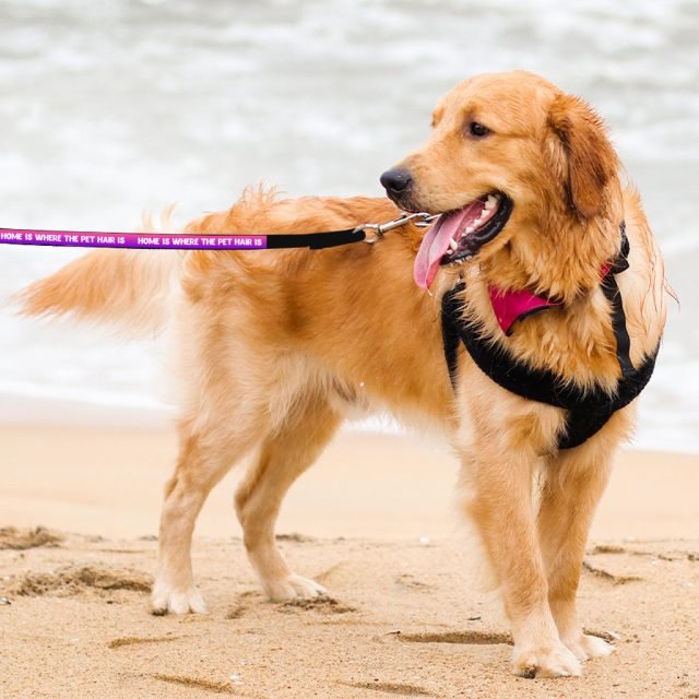 Cool Design Pet Leash - Cute Print Leash