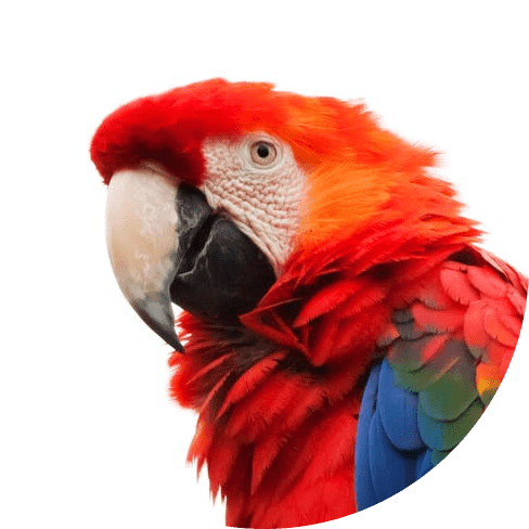 22 Chewing Toy For Parrots