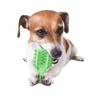 Cactus Dog Toothbrush - Image 3
