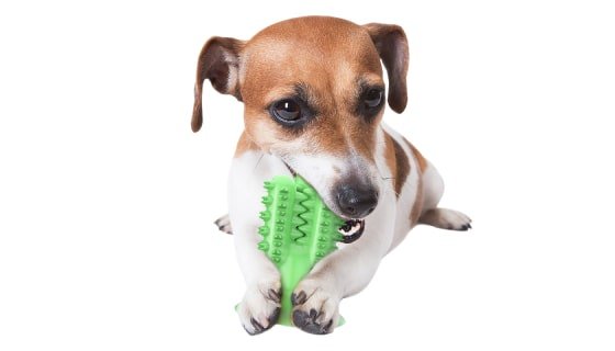 2-min (76) Cactus Dog Toothbrush