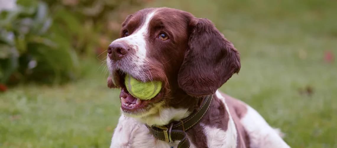 29 Tennis Ball Gun