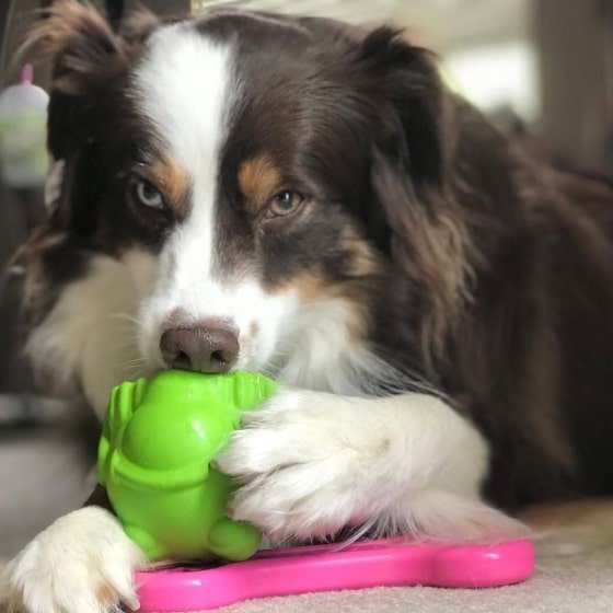 479-min Bullfrog - Chew Toy & Treat Dispenser