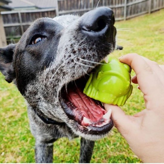 480-min Bullfrog - Chew Toy & Treat Dispenser