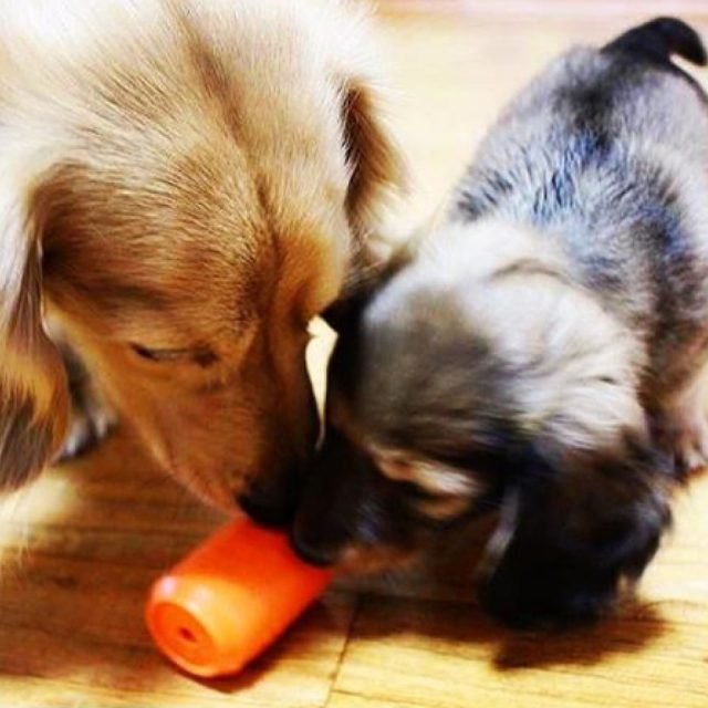 Can Toy & Treat Dispenser - Image 4