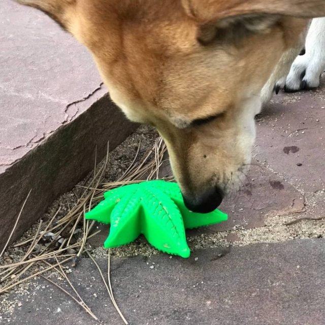 Colorado "Maple Leaf" Durable Nylon Dog Chew Toy for Aggress - Image 4