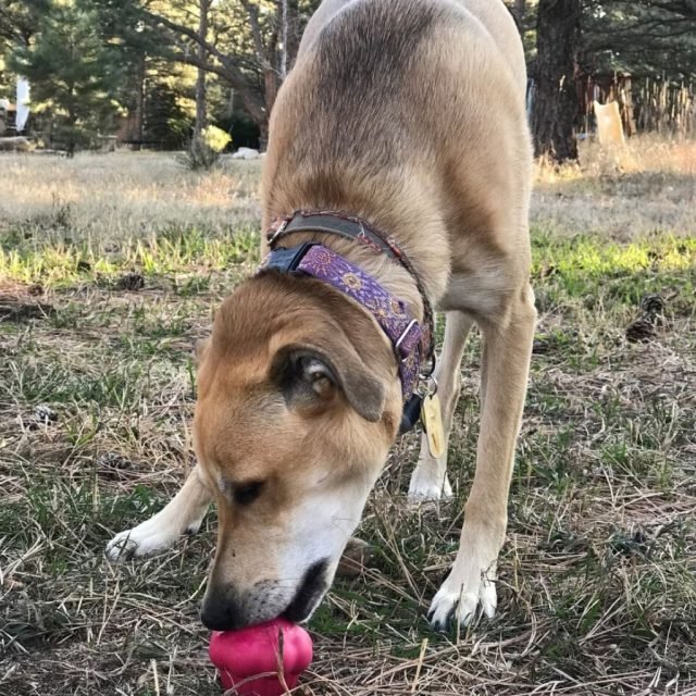 Cupcake - Chew Toy - Image 4