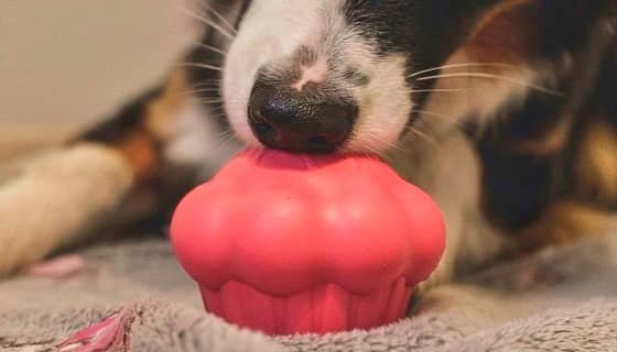 Maskждлои Group Cupcake - Chew Toy