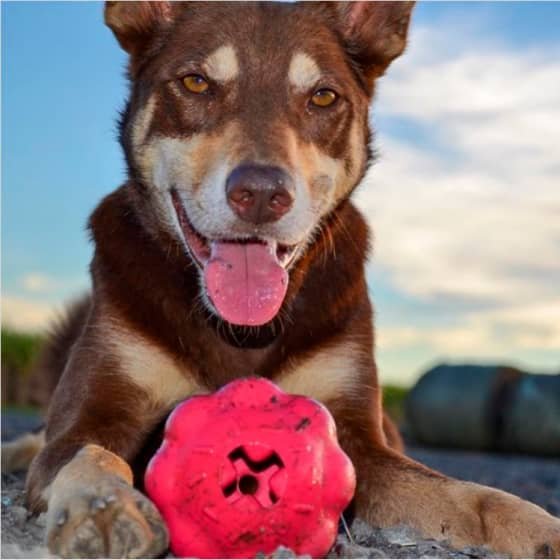 Mask Grouчвp Cupcake - Chew Toy