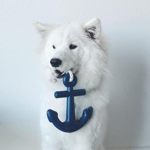 9-min (1) Anchors Aweigh Rubber Dog Toy