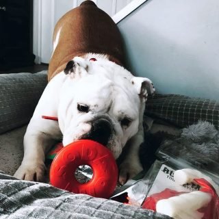 Life Saver - Chew Toy - Image 5