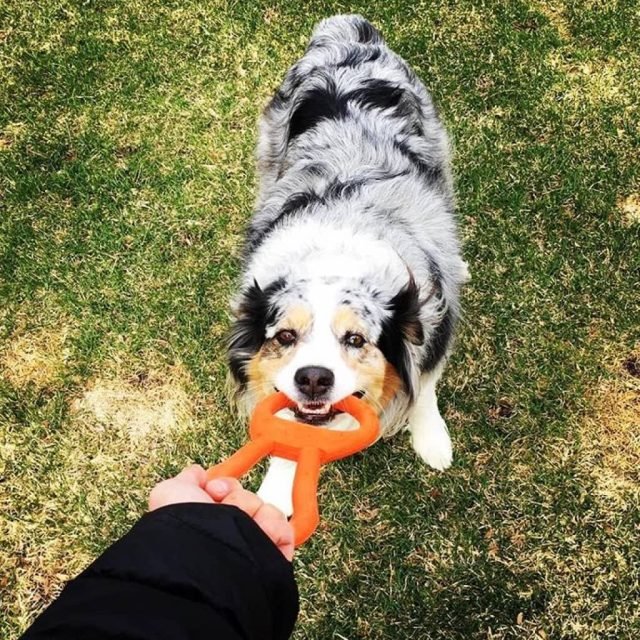 Tug O' War Toy - Image 6
