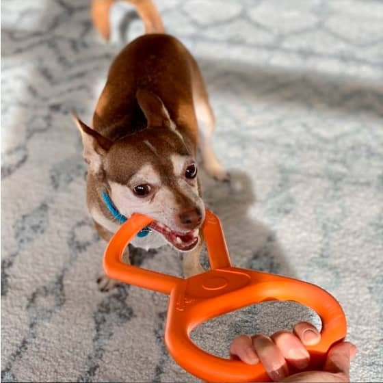 Maждлоримsk Group Tug O' War Toy