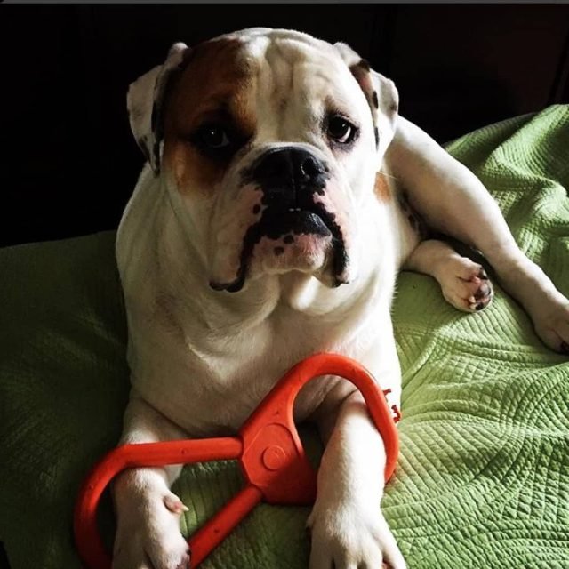Tug O' War Toy - Image 7