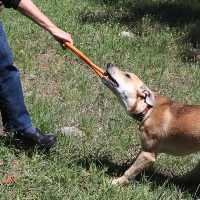 Tug O' War Toy - Image 5