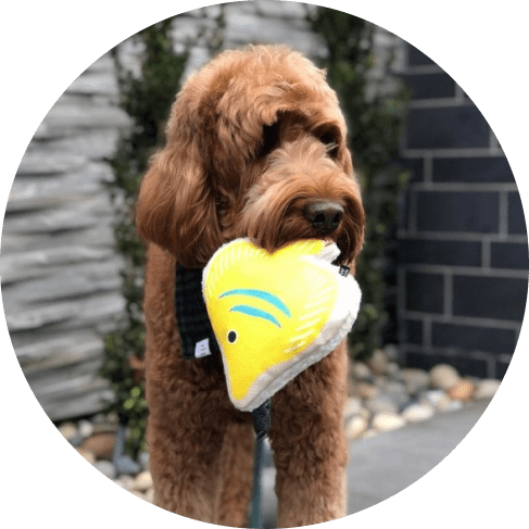 Fancy Fish Toy