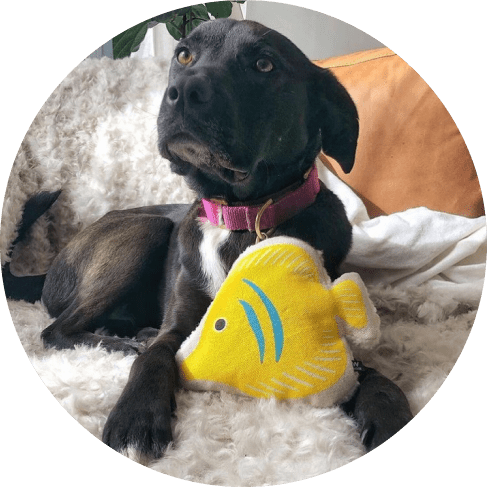 Fancy Fish Toy
