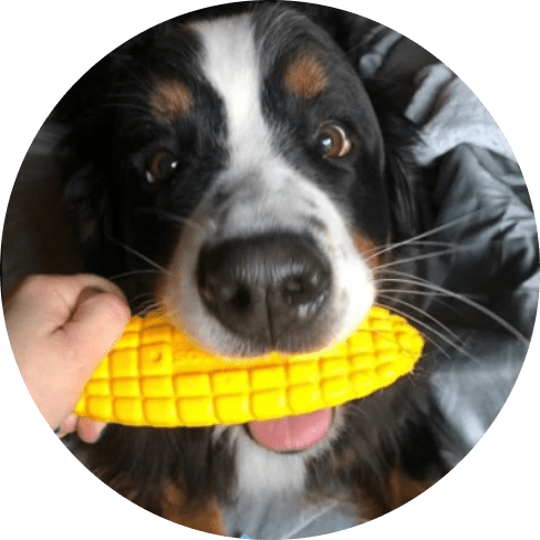 Mask Gllll;roup Nylon Corn on the Cob Chew Toy