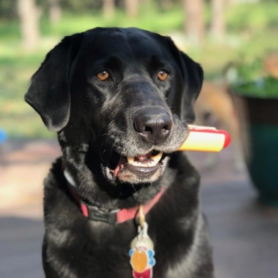 Mask Glllroup-min Nylon Hot Dog Chew Toy