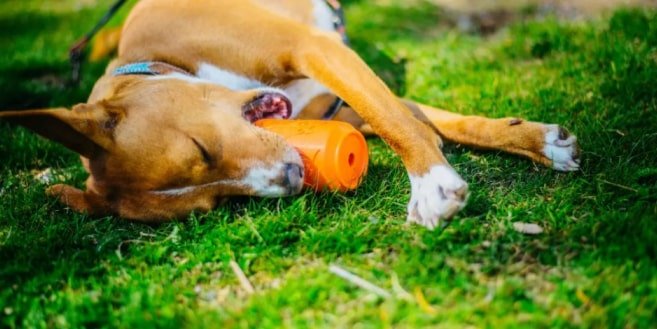 Mask Group-min Nylon Hot Dog Chew Toy