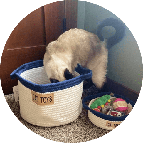 Masggp-min Cat Toy Rope Cotton Basket