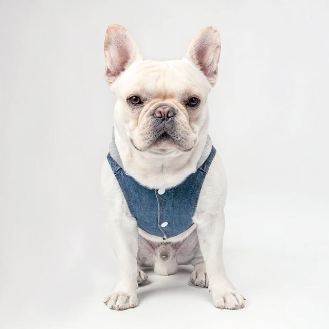 Not Friendly Don't Touch Dog Denim Jacket - Quote Dog Denim Coat - Graphic Dog Clothing